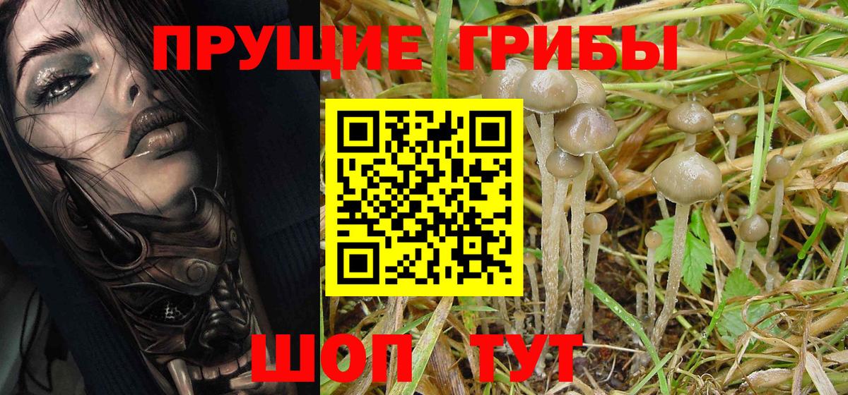 Галлюциногенные грибы GOLDEN TEACHER  Вход с VPN  Городец  Галлюциногенные грибы Psilocybe 